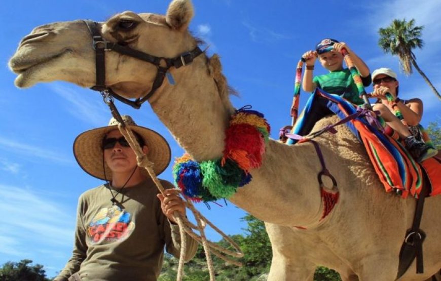 FETHIYE CAMEL RIDING