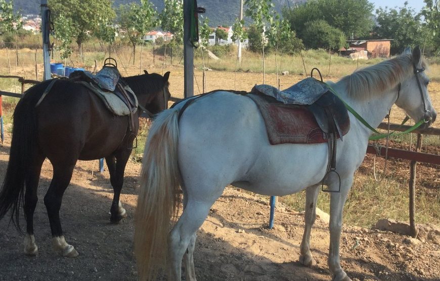 FETHIYE HORSE BACK RIDING